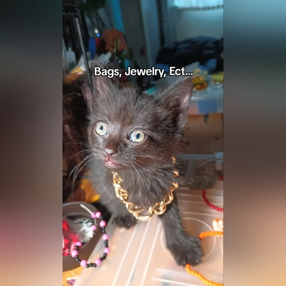 MY POSH SHOW LISTING - Picture 3 of 4